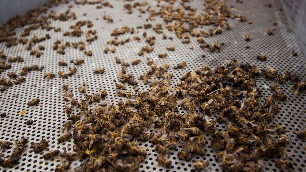 Conmoción en Córdoba por la muerte repentina de 72 millones de abejas