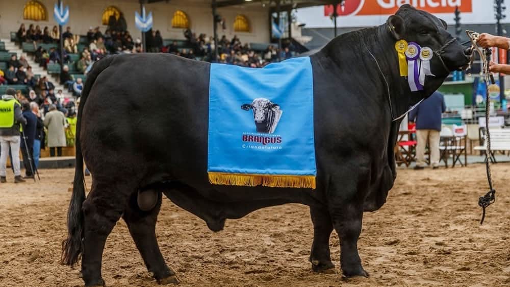 El mundo Brangus se reunirá en la Argentina