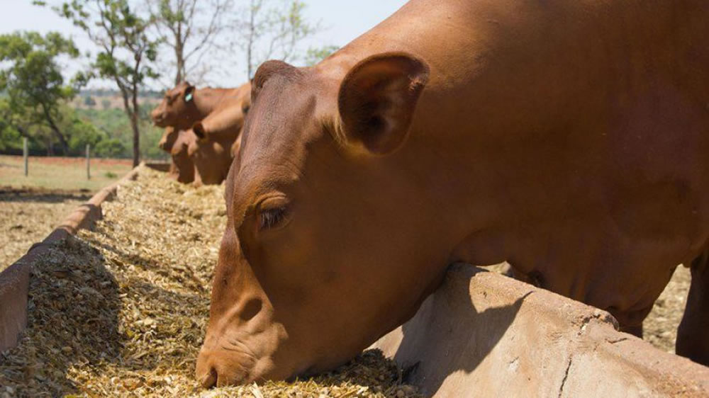 En el corral cambian la dieta y hacen un lugar a los pesados