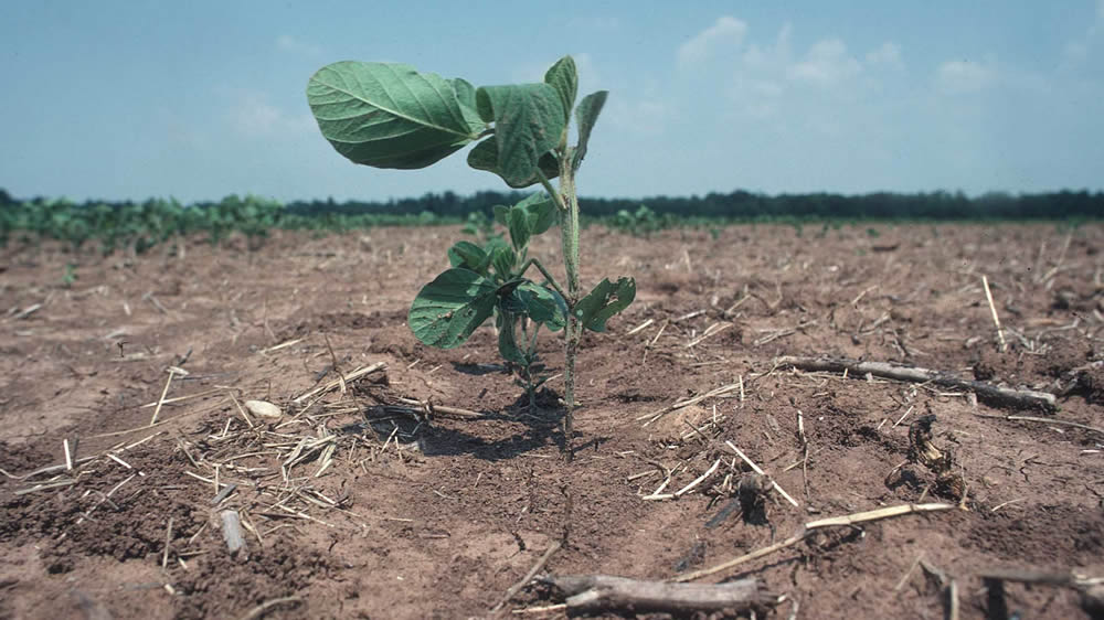 La producción de soja será menor a la esperada debido a la sequía