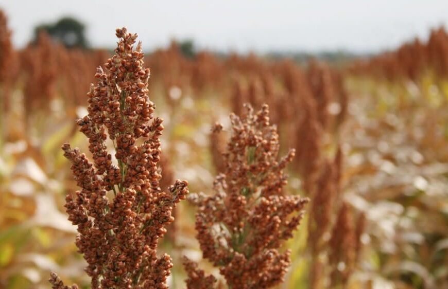 El sorgo, una pieza clave para incrementar la rentabilidad en la ganadería