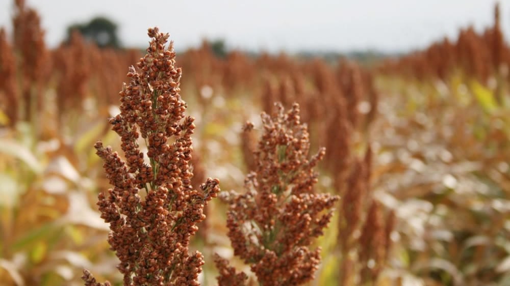 Científicos logran triplicar la cantidad de granos en cereales con una modificación genética