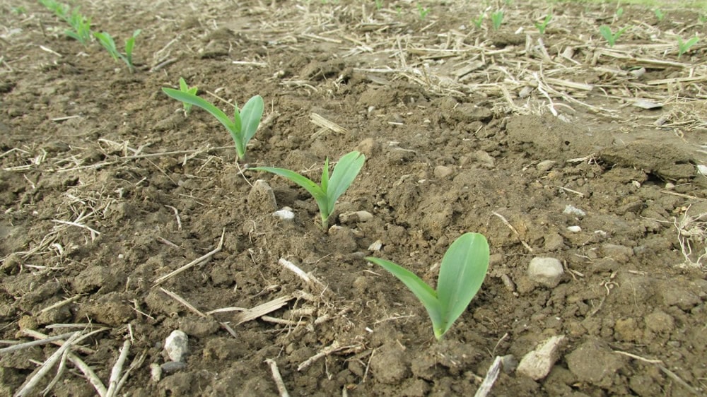 Las fascinantes adaptaciones de las plantas para sobrevivir con poca agua