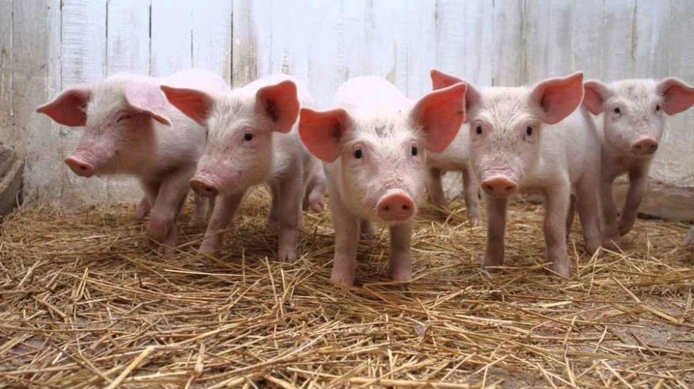 El sector porcino creció en 2017 por séptimo año consecutivo impulsado por el consumo interno