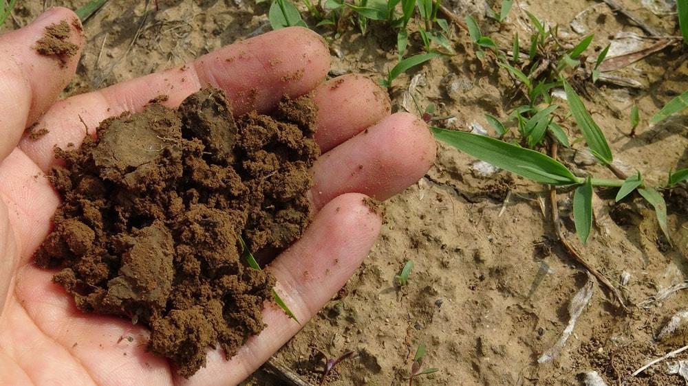 Impacto del manejo de rotaciones en el suelo