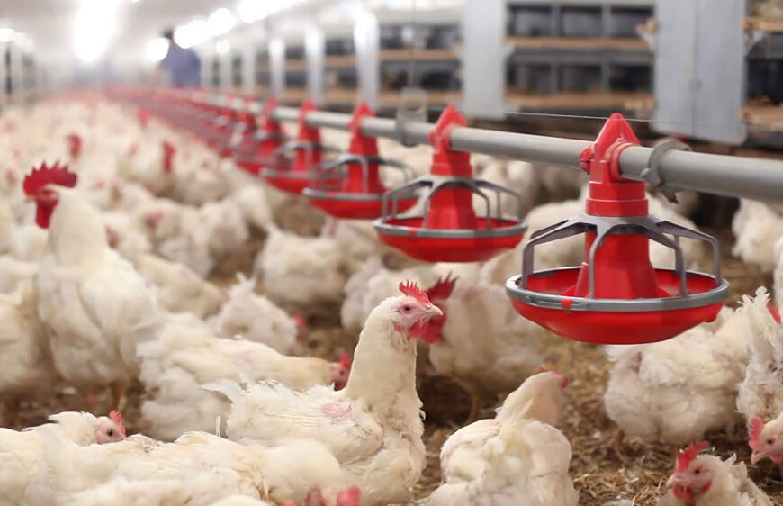 Alerta sanitario: reportan 43 casos sospechosos de gripe aviar en Argentina