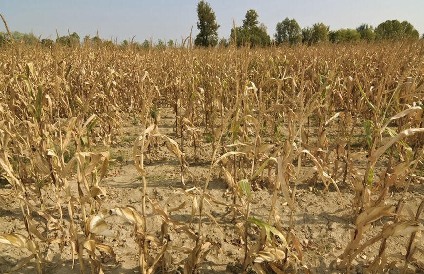 El campo reiteró el pedido al Gobierno de medidas de fondo por la sequía y advirtió por la grave situación del sector
