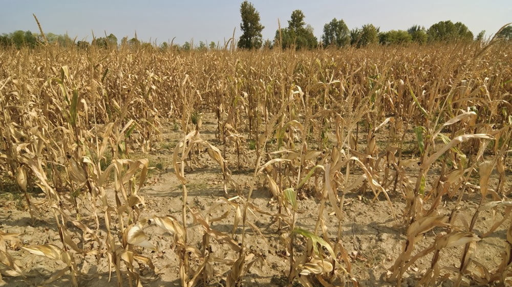 Sequía extrema en cultivo de maíz