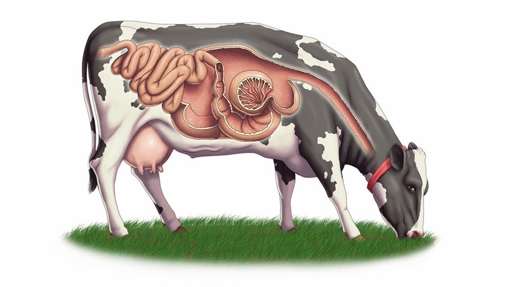 Sistema digestivo bovino