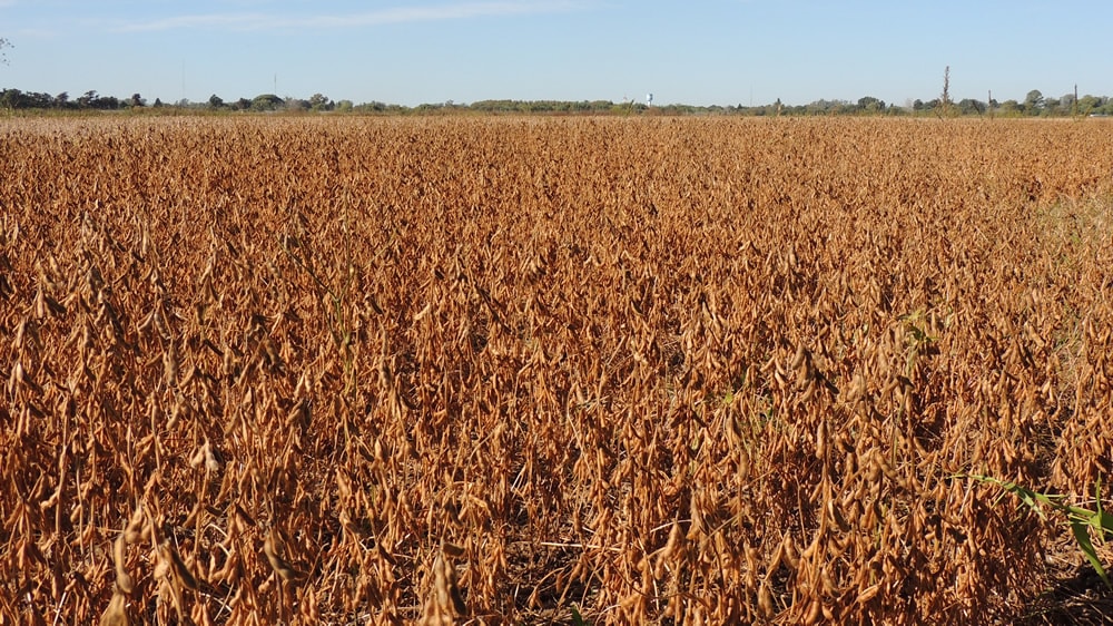 La producción de soja por debajo de 40Mt