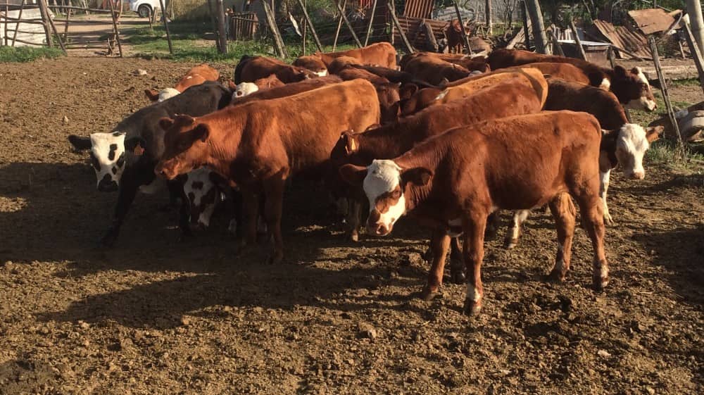 Efecto de mediano plazo de diferentes sistemas de manejo sobre el crecimiento, parámetros endócrinos y pubertad en terneras Hereford pastoreando campo natural