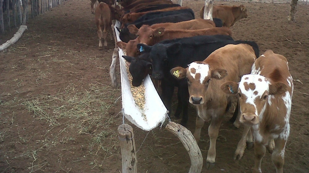 La falta de lluvias obliga a anticipar los destetes y la venta de terneros