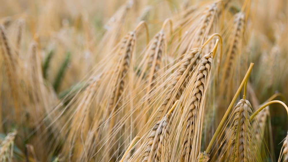 El trigo «vale oro» y conviene capturar su valor