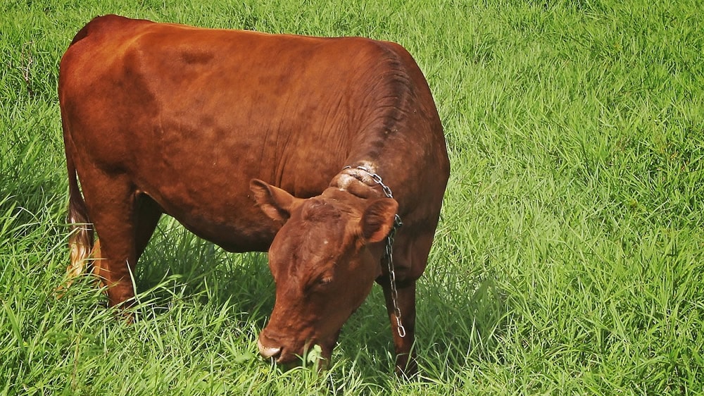Advierten que hay una alta probabilidad de intoxicación por nitratos en bovinos