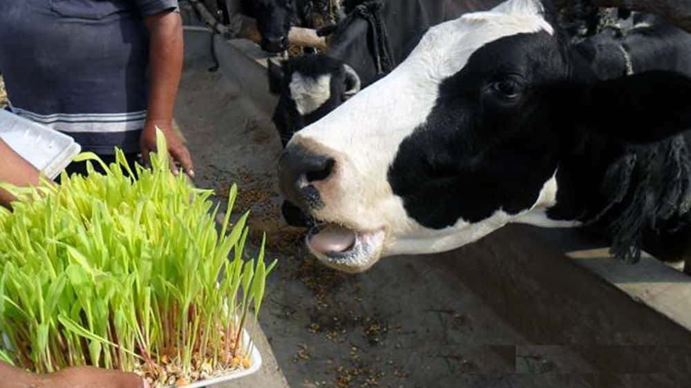 Forraje verde hidropónico: la solución para seguir produciendo alimento en tiempos de sequía