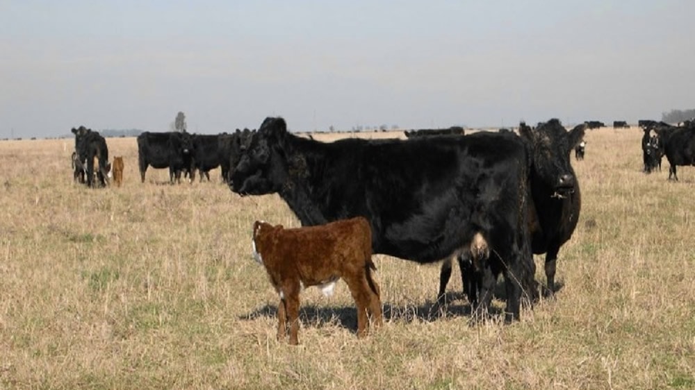 Alternativas para sortear la falta de pasto durante el invierno