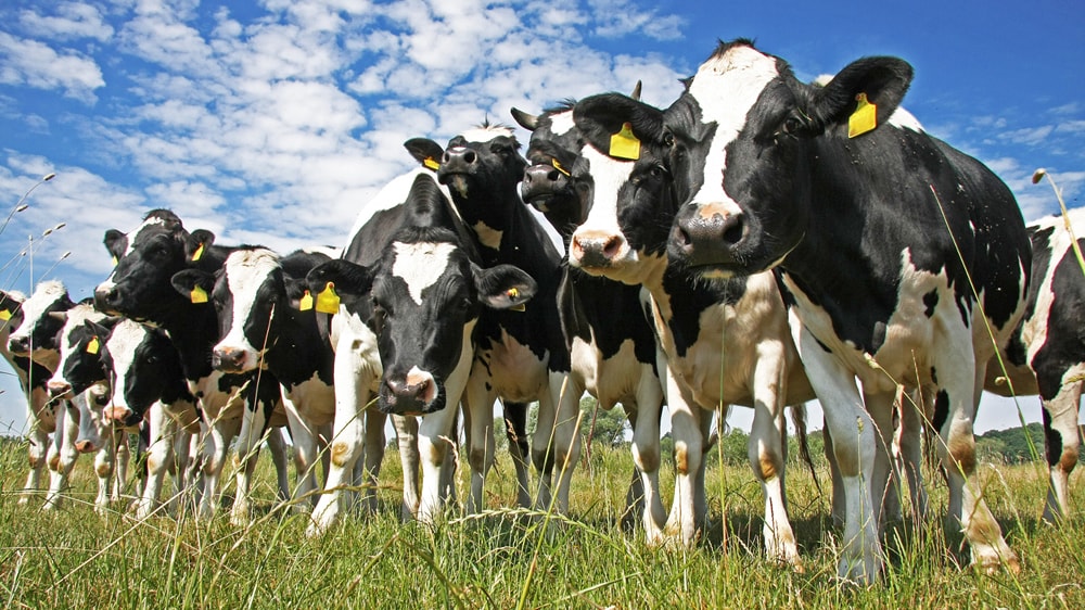 Vacas Holstein