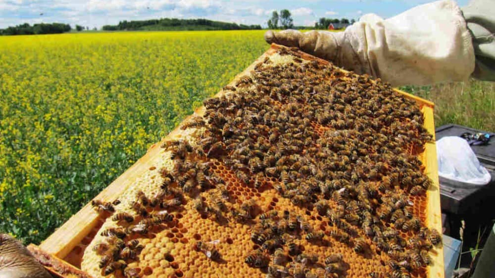 Abejas melíferas para monitorear agroquímicos