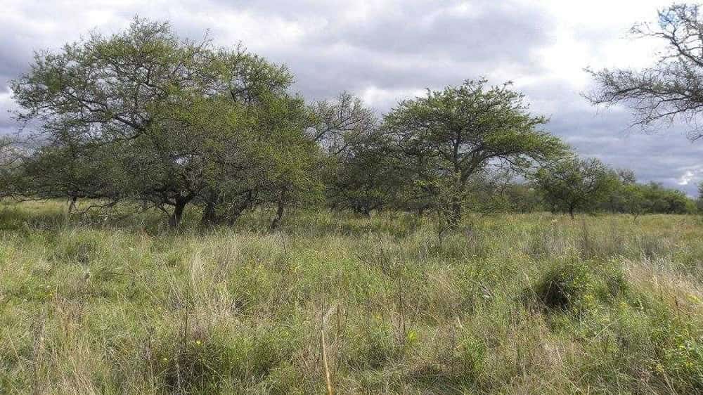 Establecen pagos por el uso de servicios ecosistémicos de bosques nativos