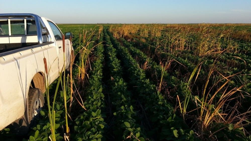 Récord de pantentamientos de camionetas agropecuarias: las empresas se preparan para afrontar una “guerra comercial”