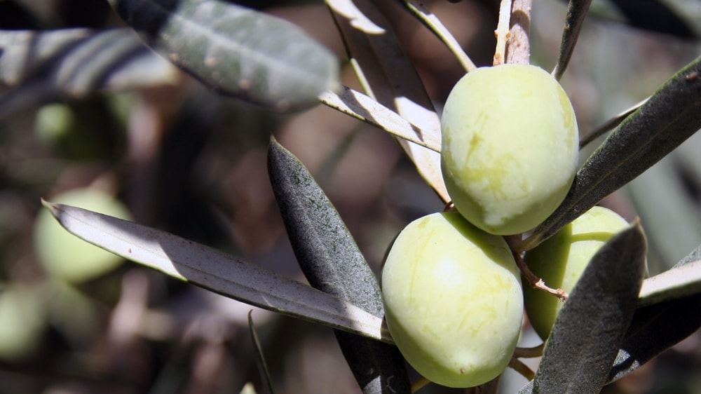 Argentina realiza una misión comercial en Colombia para exportar olivas y chacinados
