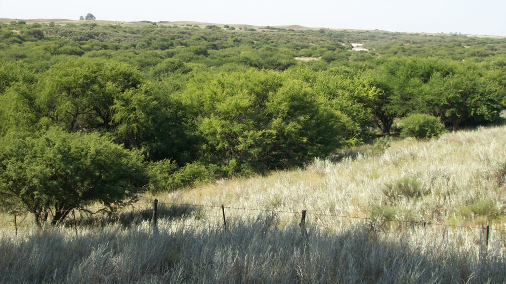 Jornada de “Manejo silvopastoril del bosque de caldén” en la Facultad de Agronomía