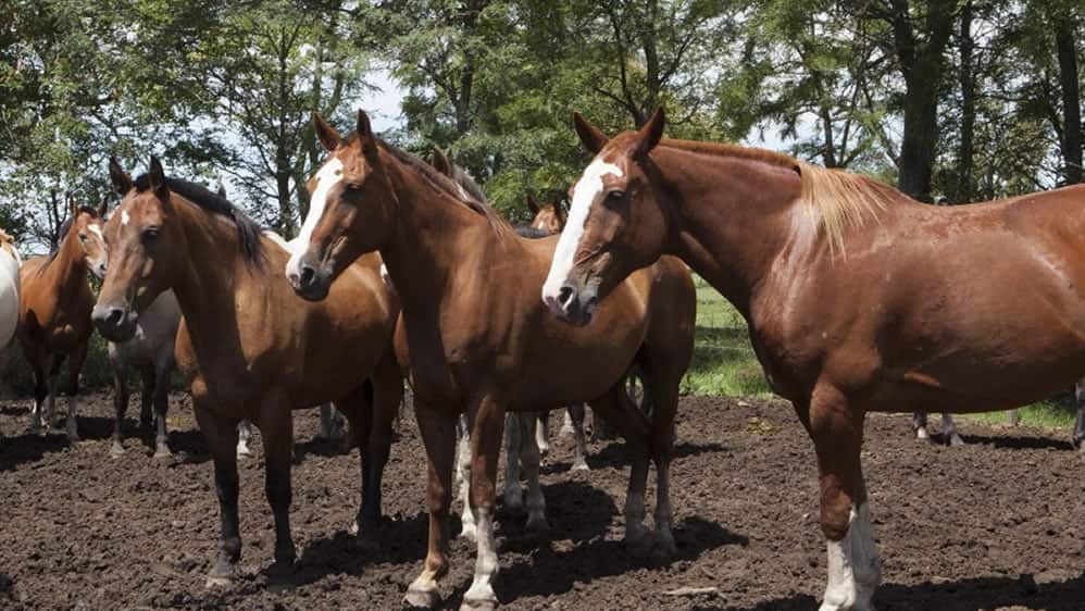 El ADN de los caballos reconstruye la historia de su domesticación
