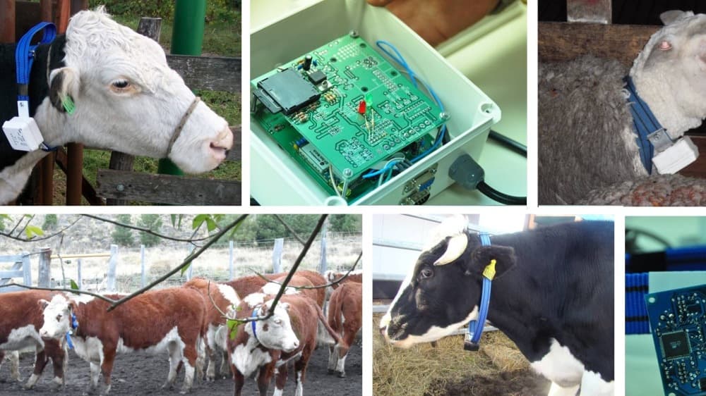 Del collar al sensor para bebederos: la ganadería suma más tecnología