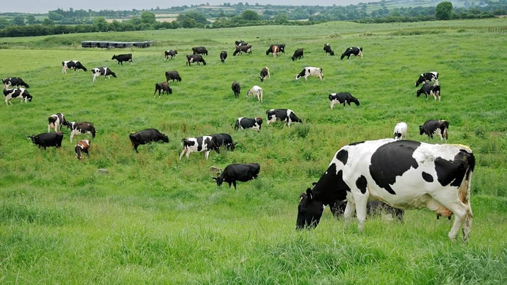 Ecosistemas pastoriles: la importancia de alternar defoliaciones con descansos para lograr un forraje más eficiente