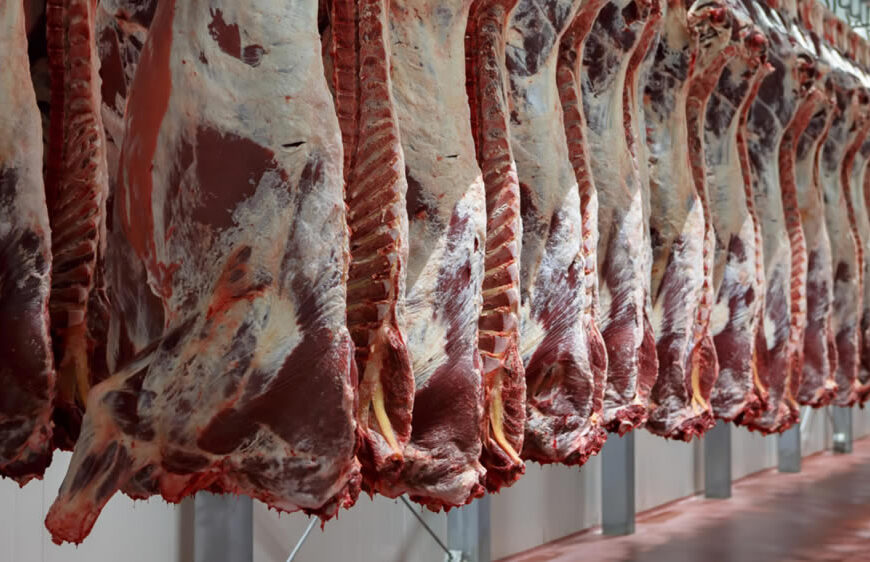 Avanza la tipificación obligatoria: el 80% de la faena bovina ya está bajo el nuevo sistema