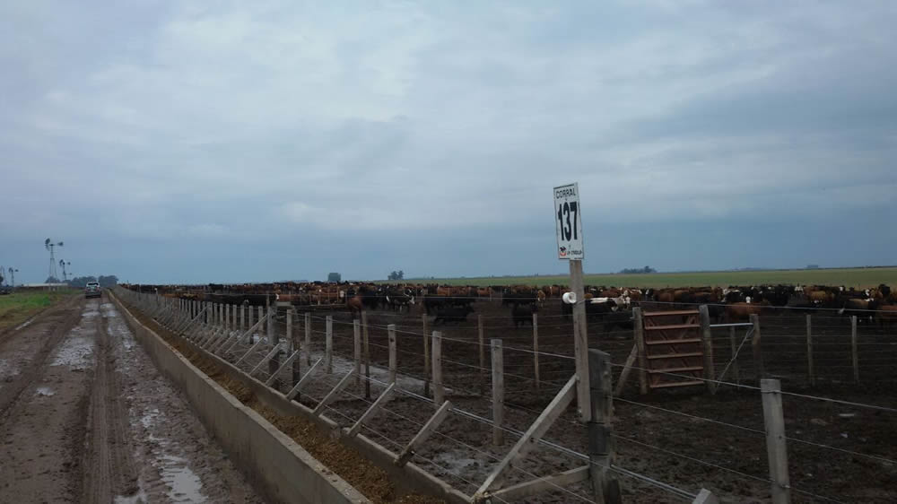 Juan Eiras fue confirmado como presidente de la Cámara Argentina de Feedlot