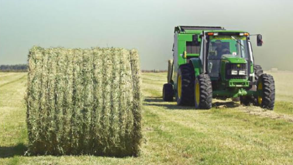 Forrajeras cultivadas anuales y perennes más difundidas en la provincia de La Pampa