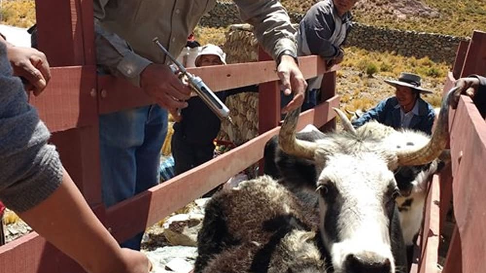 Las vacas ganan terreno en los valles de altura