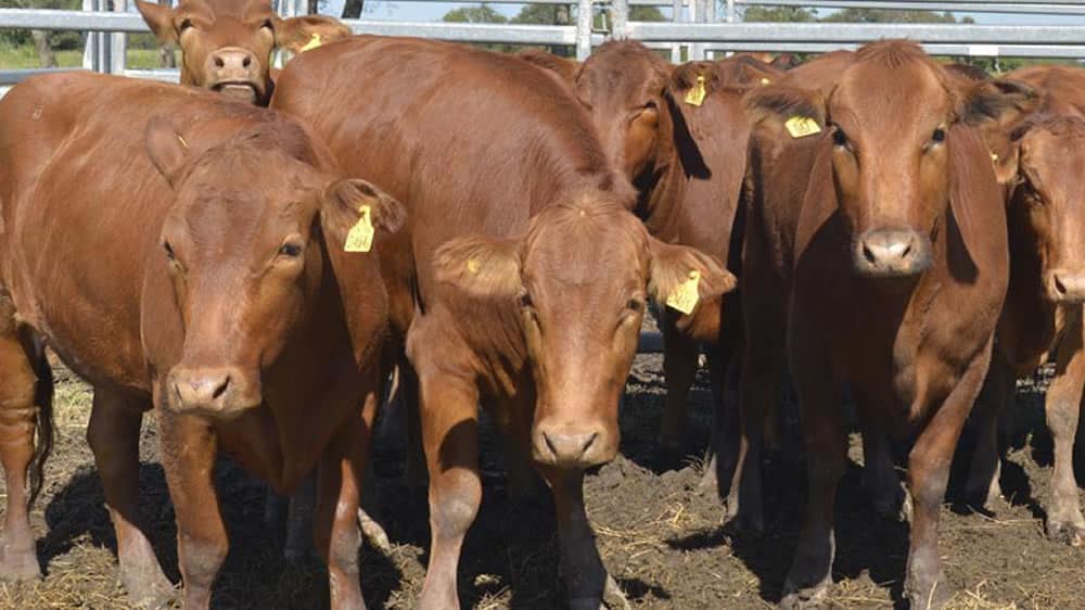 Es récord la faena de vacas y China ya se lleva 2 de cada 3 kilos de carne