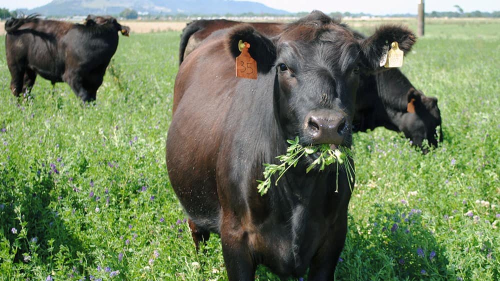 Beneficios y criterios para la formulación de mezclas forrajeras