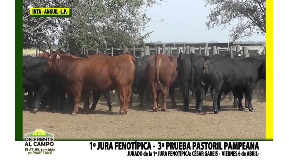 Con gran éxito se llevó a cabo la primera jura fenotípica de la Prueba Pastoril