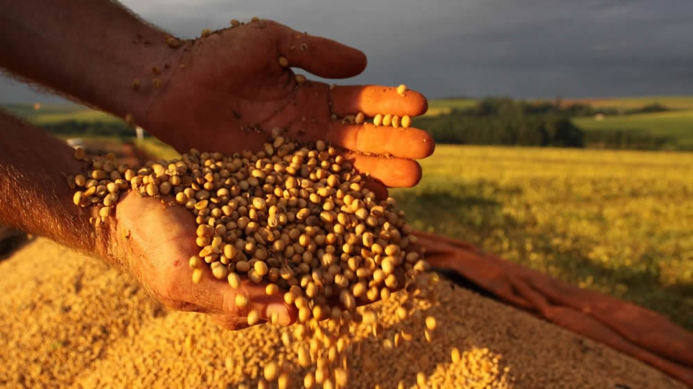 La soja argentina es la más barata para China