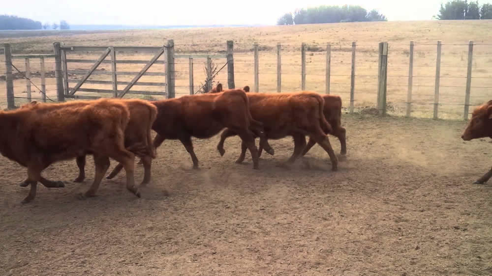 Reconozca los síntomas del tétano en bovinos