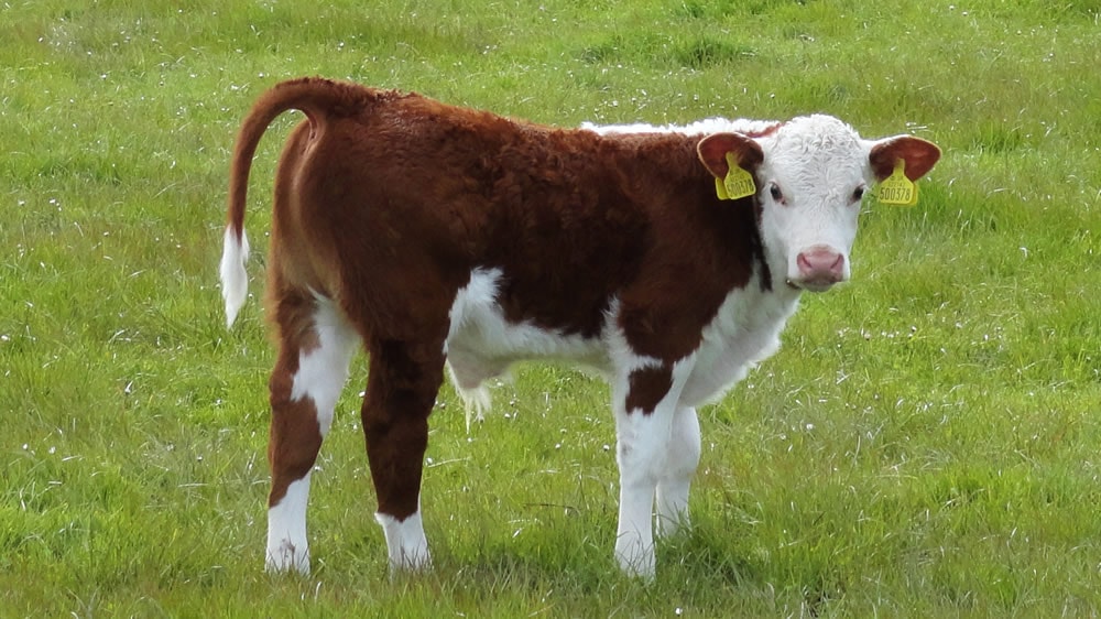 Detectan un patógeno que causa artritis en terneros