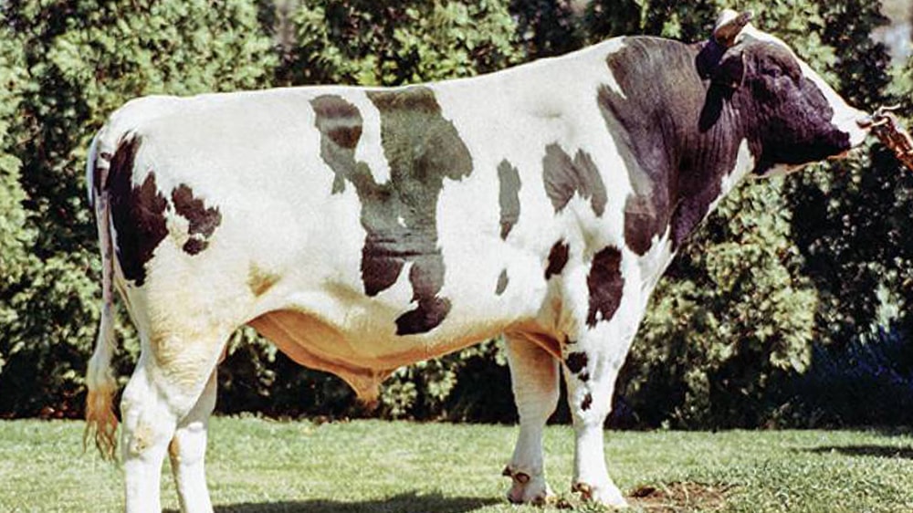 En USA hay 9 millones de vacas lecheras que provienen de dos toros