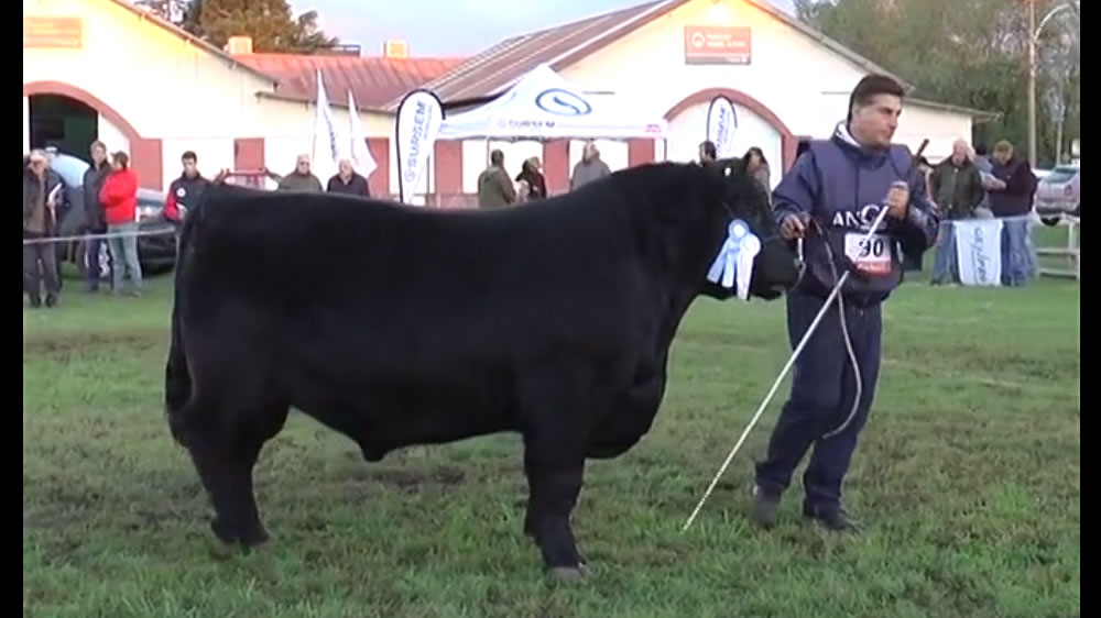 El Gran Campeón macho de la Nacional Angus de Otoño fue para cabaña Don Mansueto