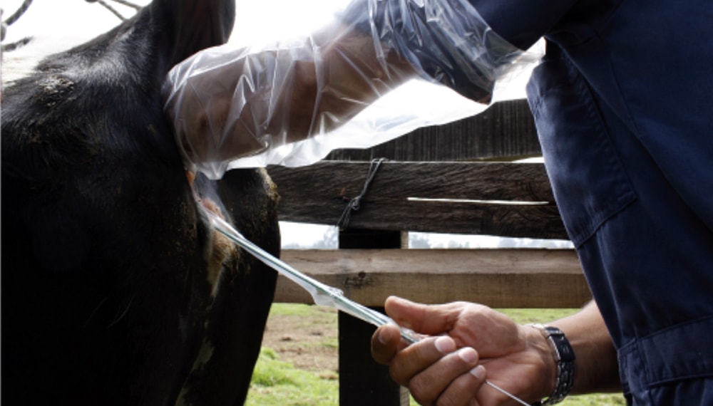 Inseminación Artificial a Tiempo Fijo: la tecnología de la que se habla mucho y se usa poco