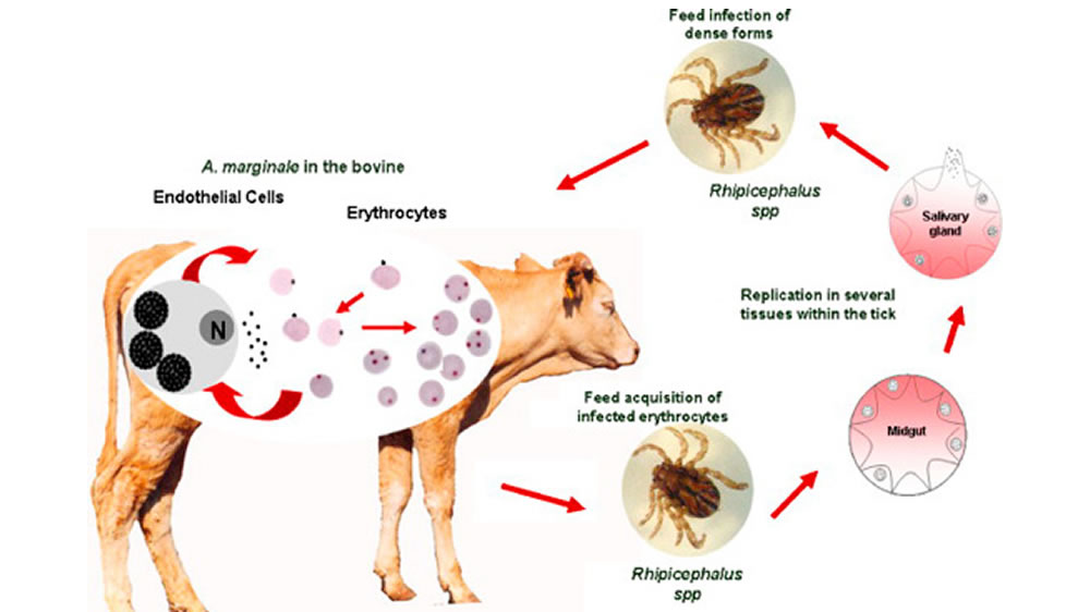 Actualización en epidemiología y control de babesiosis y anaplasmosis