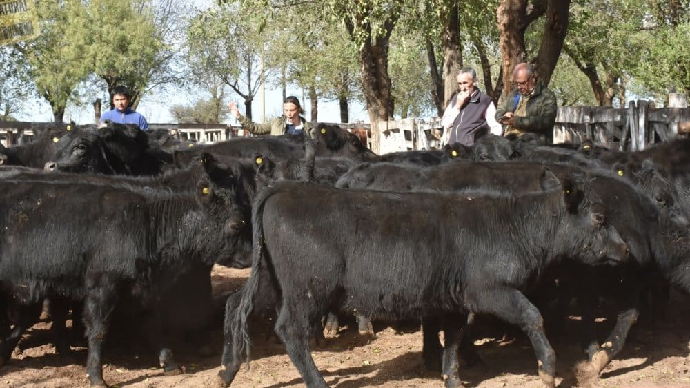 En noviembre, los líderes faenaron la mitad de las vacas procesadas en la Argentina