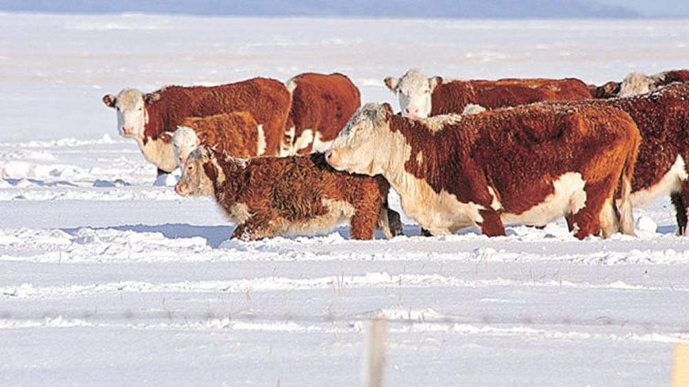 El invierno podría complicar el desarrollo ganadero