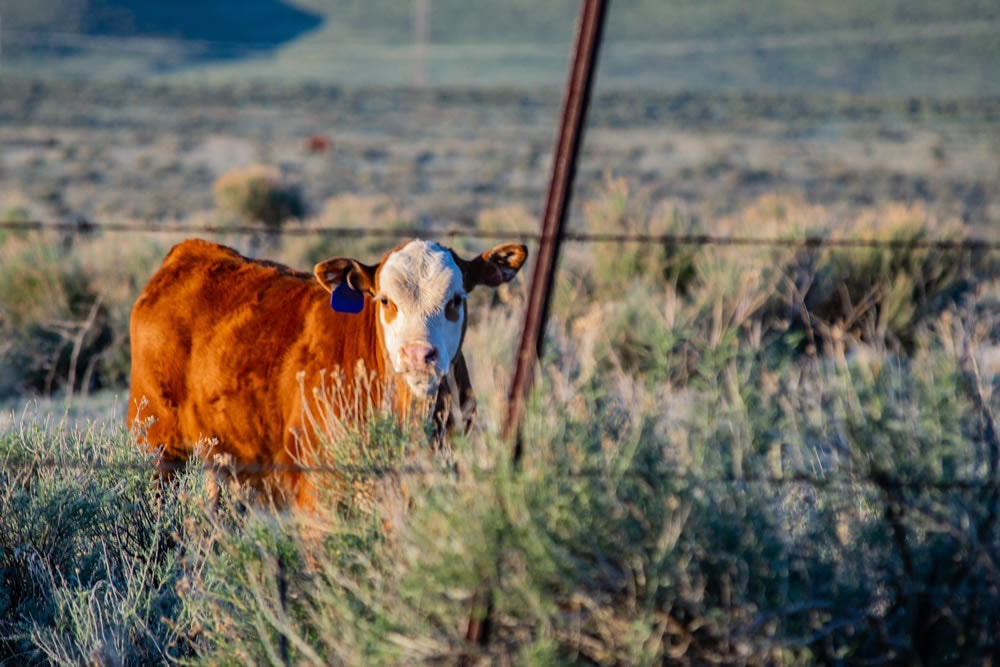 Se detectó un brote de queratoconjuntivitis infecciosa bovina