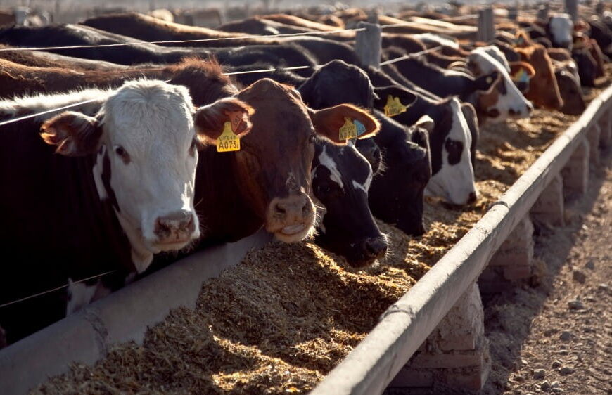 EE.UU. : Desde el corral con problemas crecientes
