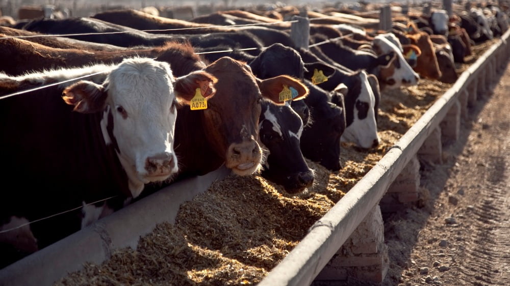 Brasil adopta más feedlots para atender la demanda china de carne