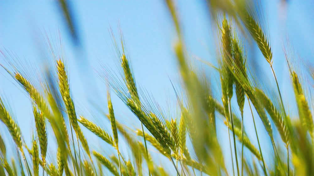 Manejo de fertilización en trigo: mirá los resultados de un experimento a campo del INTA