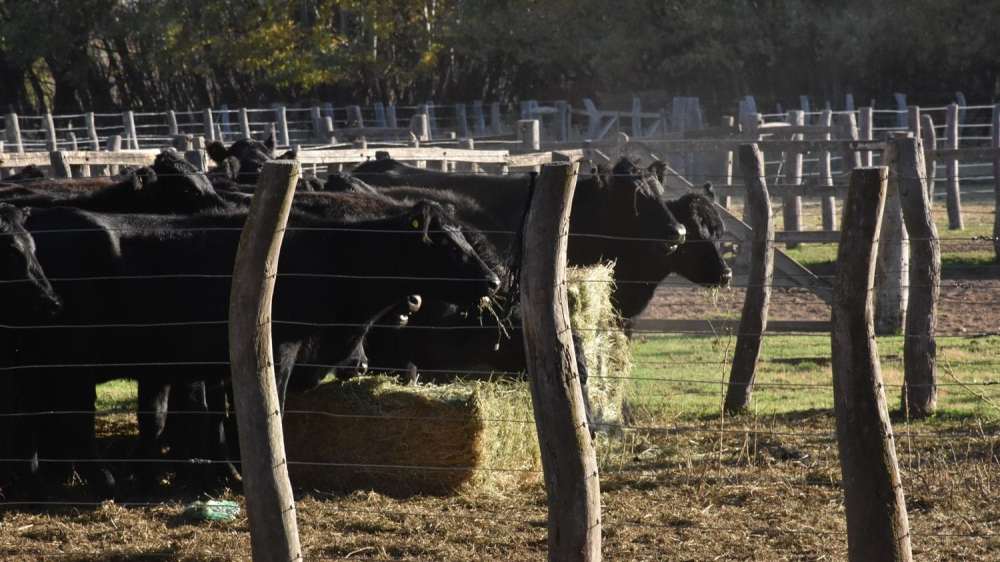 Insumo/producto: más pasto